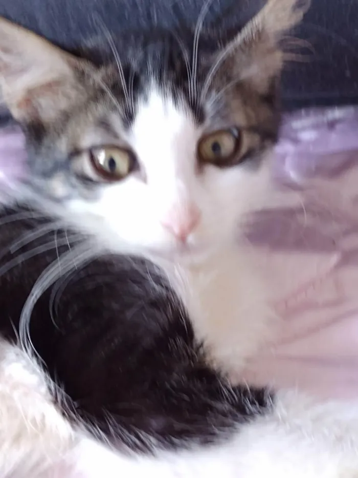 Gato raça Srd idade 2 a 6 meses nome Analua
