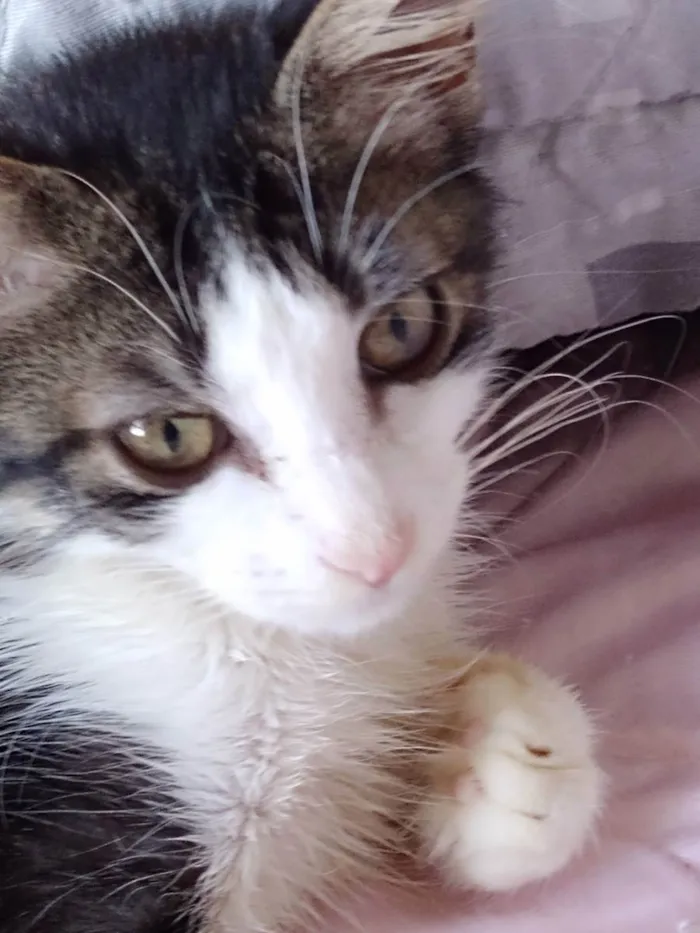 Gato raça Srd idade 2 a 6 meses nome Analua
