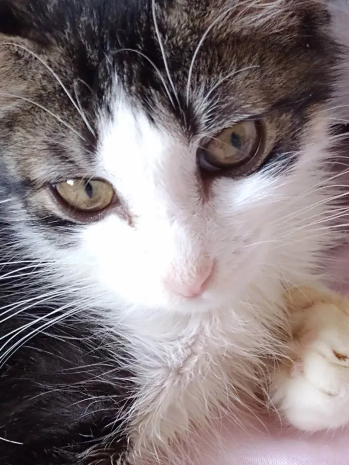 Gato raça Srd idade 2 a 6 meses nome Analua