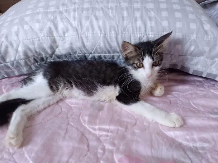 Gato raça Srd idade 2 a 6 meses nome Analua