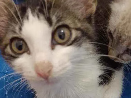 Gato raça Srd idade 2 a 6 meses nome Analua