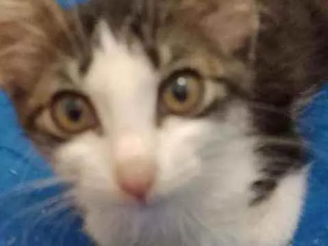 Gato raça Srd idade 2 a 6 meses nome Analua