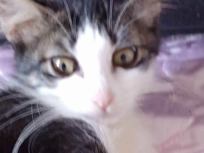 Gato raça Srd idade 2 a 6 meses nome Analua