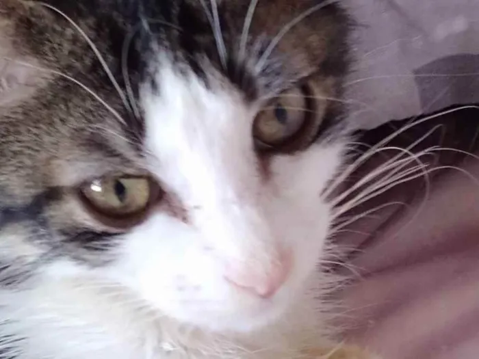 Gato raça Srd idade 2 a 6 meses nome Analua