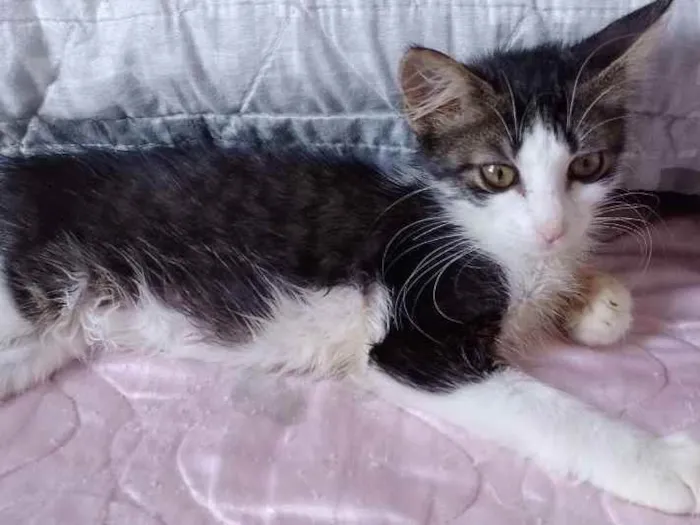 Gato raça Srd idade 2 a 6 meses nome Analua