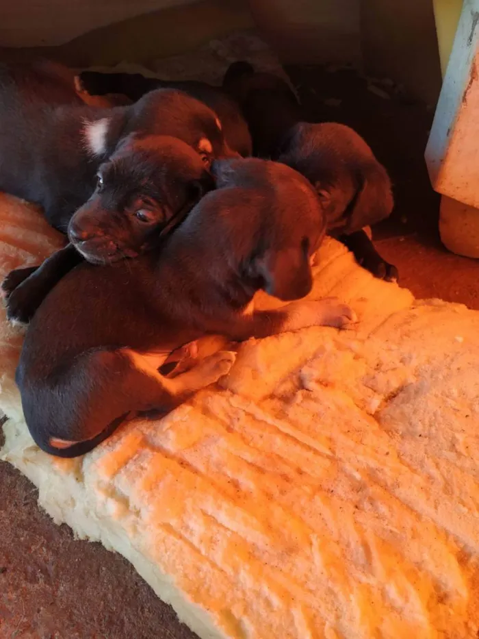 Cachorro ra a Sem raça  idade Abaixo de 2 meses nome Sem nomes