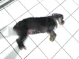 Lulu