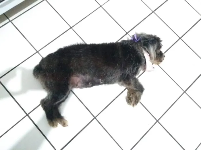 Cachorro ra a Misturada com Schnauzer idade 6 ou mais anos nome Lulu