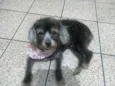 Lulu