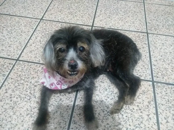 Cachorro ra a Misturada com Schnauzer idade 6 ou mais anos nome Lulu