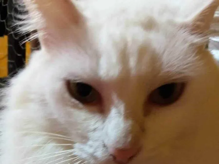 Gato raça Sem Raça Definida idade 5 anos nome LINDA Castrada