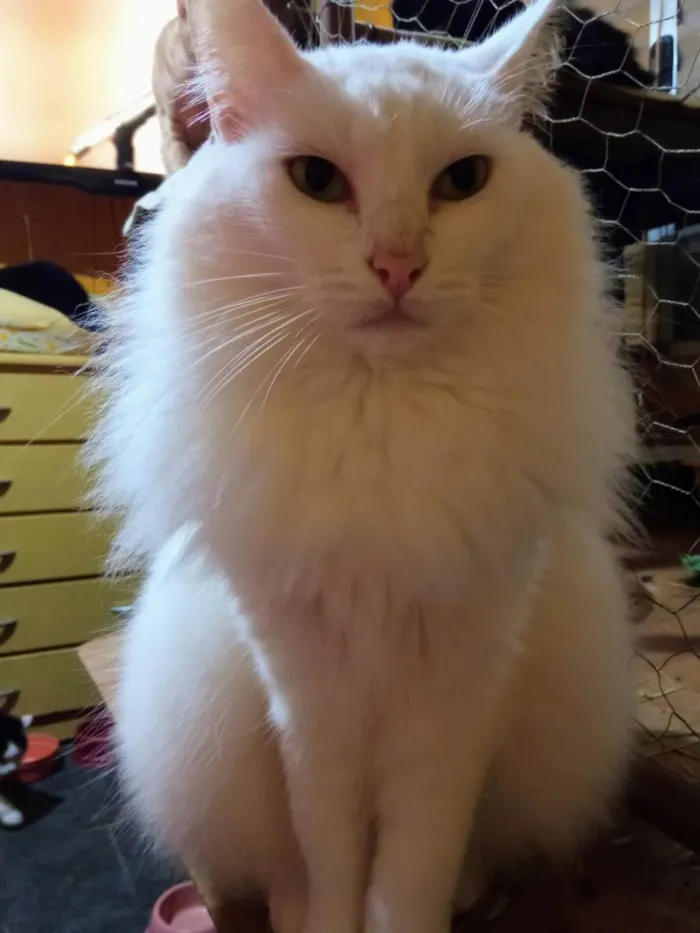 Gato raça Sem Raça Definida idade 5 anos nome LINDA Castrada