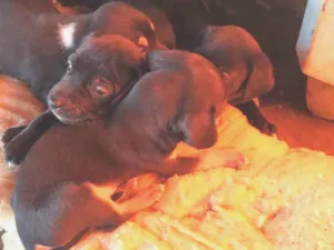 Cachorro raça Sem raça  idade Abaixo de 2 meses nome Sem nomes