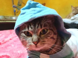 Gato raça Sem Raça Definida idade 7 a 11 meses nome FOFISSIMO