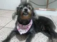 Lulu
