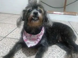 Cachorro raça Misturada com Schnauzer idade 6 ou mais anos nome Lulu