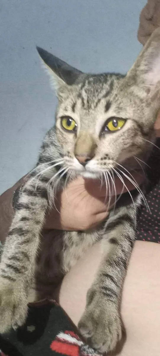 Gato ra a Indefinida idade 2 a 6 meses nome Sem nome definido