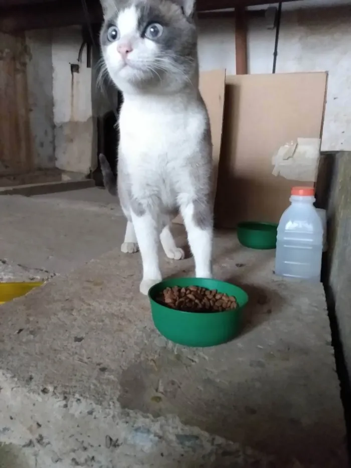 Gato ra a Indefinida idade 1 ano nome Sem nome definido