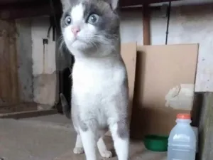 Gato raça Indefinida idade 1 ano nome Sem nome definido