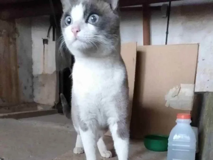 Gato ra a Indefinida idade 1 ano nome Sem nome definido