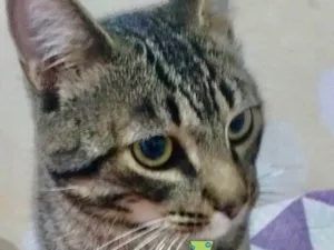 Gato raça Mestiço  idade 2 a 6 meses nome Theo 