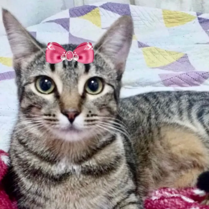 Gato ra a Mestiça  idade 2 a 6 meses nome Belinha 