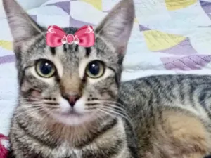 Gato raça Mestiça  idade 2 a 6 meses nome Belinha 