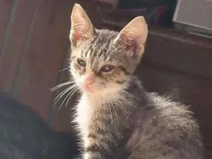 Gato raça Indefinida idade 2 a 6 meses nome Sem nome definido