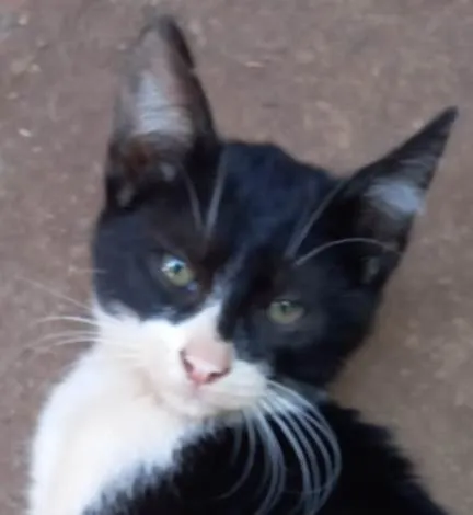 Gato ra a Felino SRD idade 2 a 6 meses nome Frajola 2