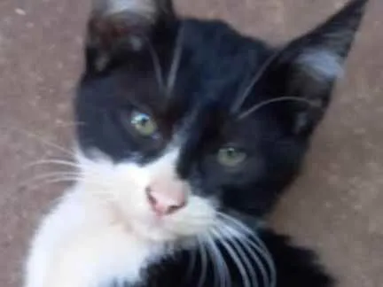 Gato ra a Felino SRD idade 2 a 6 meses nome Frajola 2