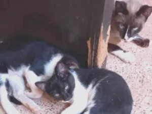 Gato raça Felino SRD idade 2 a 6 meses nome Frajola 2