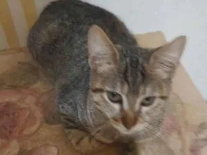 Gato raça Srd idade 2 a 6 meses nome Aninha