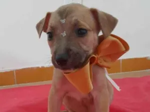 Cachorro raça SRD idade 2 a 6 meses nome Filhotinhos 2 meses