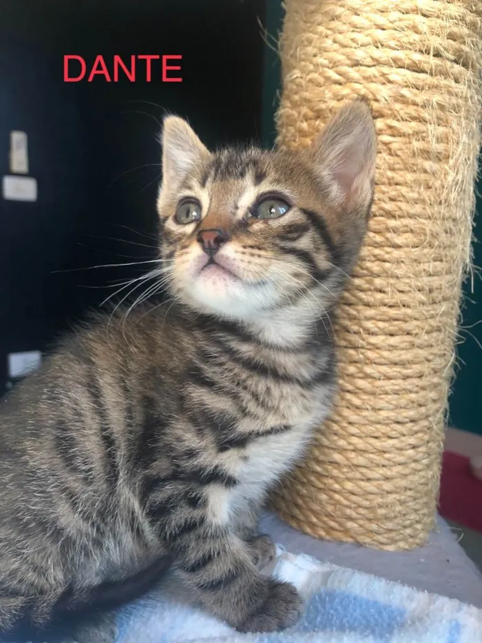 Gato ra a Srd idade Abaixo de 2 meses nome Dante