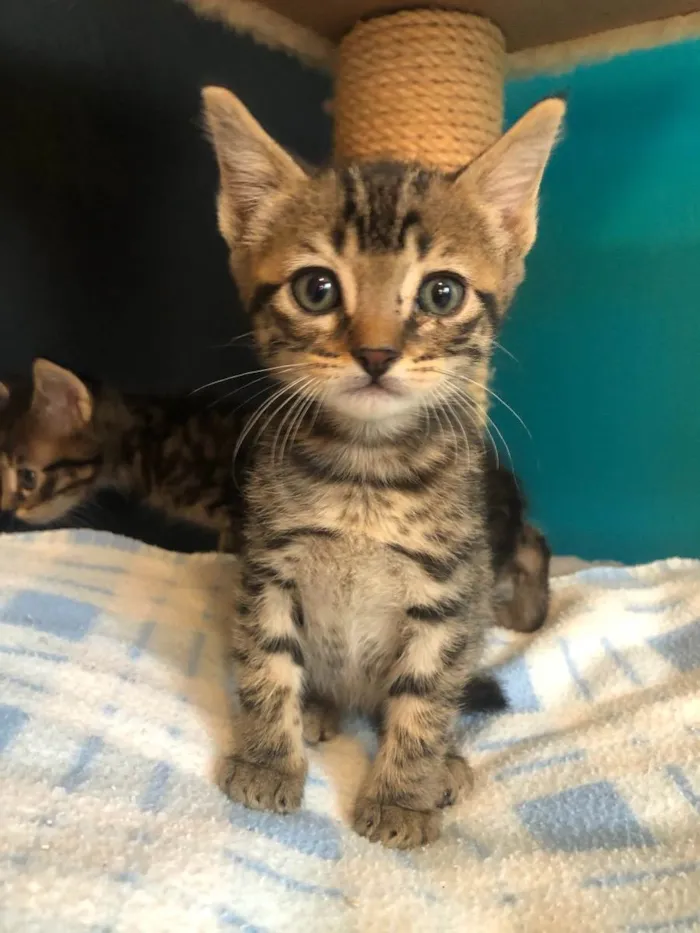 Gato ra a Srd idade Abaixo de 2 meses nome Dante
