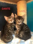 Dante