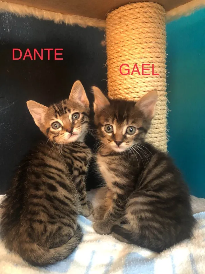 Gato ra a Srd idade Abaixo de 2 meses nome Dante