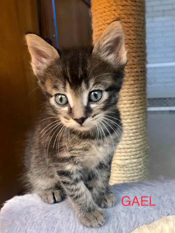 Gato ra a Srd idade Abaixo de 2 meses nome Dante