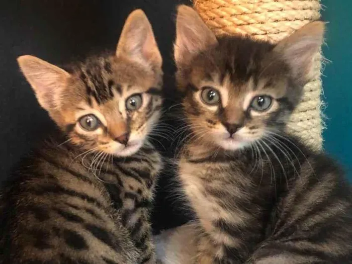 Gato ra a Srd idade Abaixo de 2 meses nome Dante