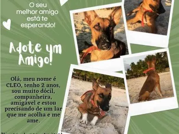 Cachorro ra a Mestiça idade 2 anos nome Cleo