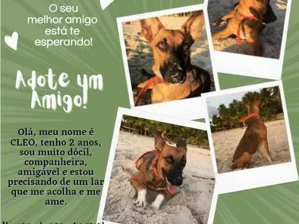 Cachorro ra a Mestiça idade 2 anos nome Cleo