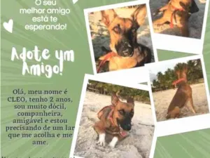 Cachorro raça Mestiça idade 2 anos nome Cleo