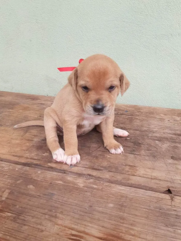 Cachorro raça SRD idade Abaixo de 2 meses nome Mel