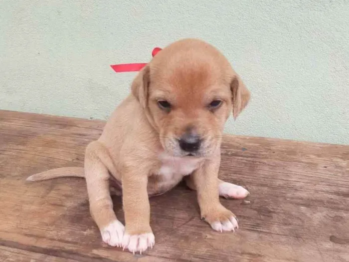 Cachorro raça SRD idade Abaixo de 2 meses nome Mel