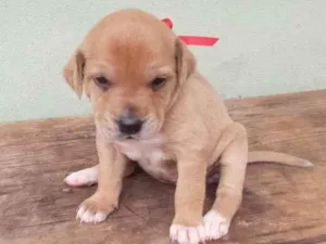 Cachorro raça SRD idade Abaixo de 2 meses nome Mel