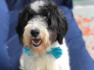 Cachorro raça Srd idade 1 ano nome Dread Pit