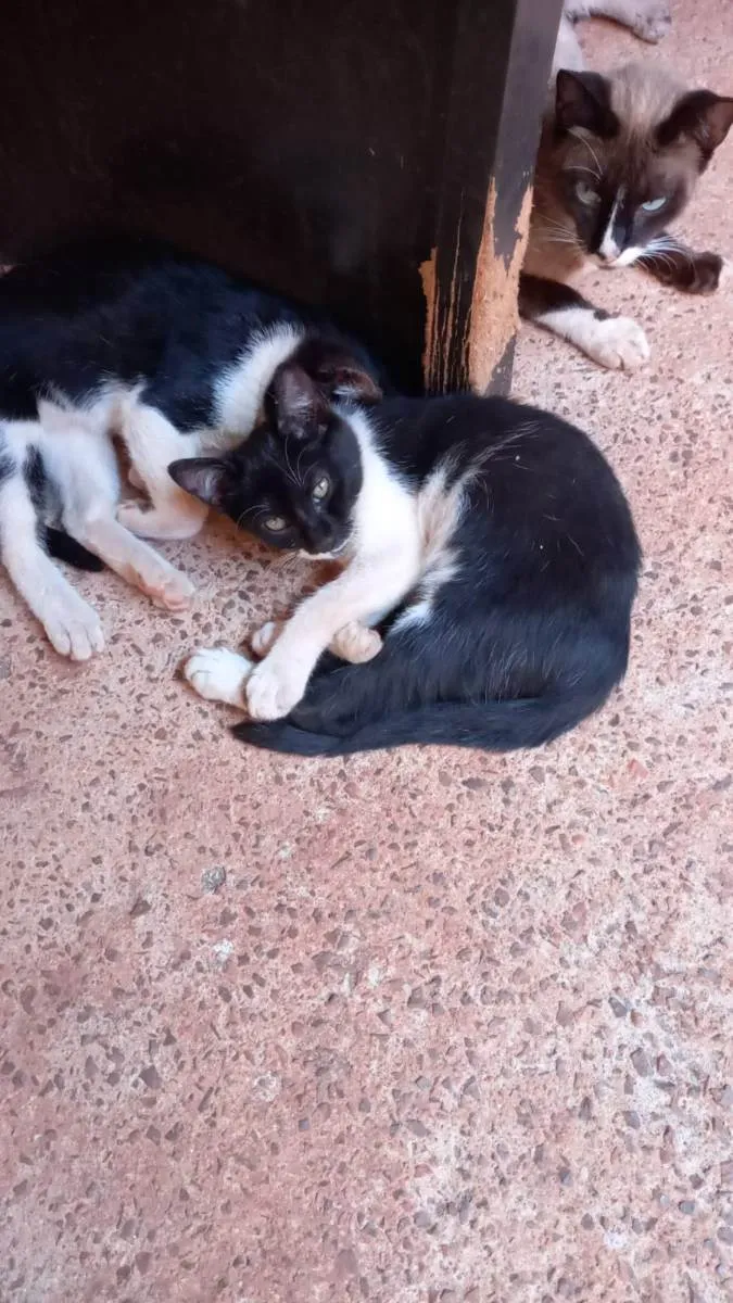 Gato ra a Felino SRD idade 2 a 6 meses nome Irmãos frajola