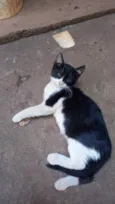 Irmãos frajola