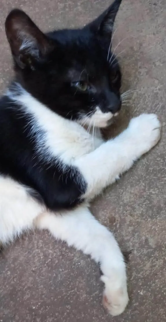 Gato ra a Felino SRD idade 2 a 6 meses nome Irmãos frajola