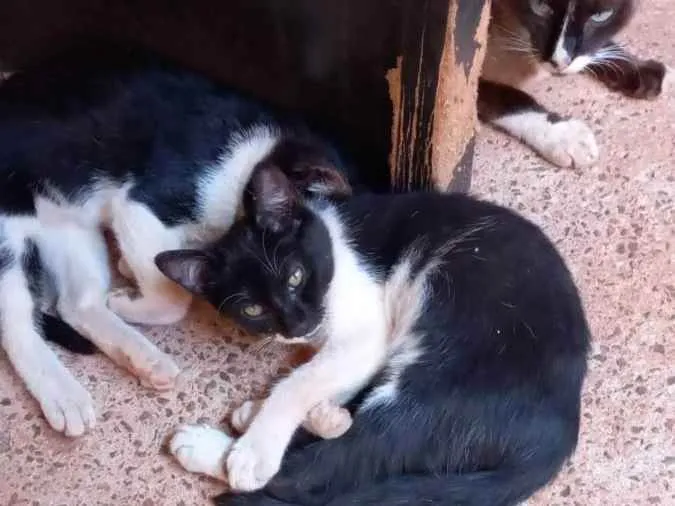 Gato ra a Felino SRD idade 2 a 6 meses nome Irmãos frajola